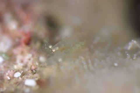 Periclimenaeus colodactylus