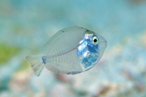 ニザダイ科の1種