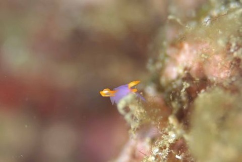 ムラサキウミコチョウ