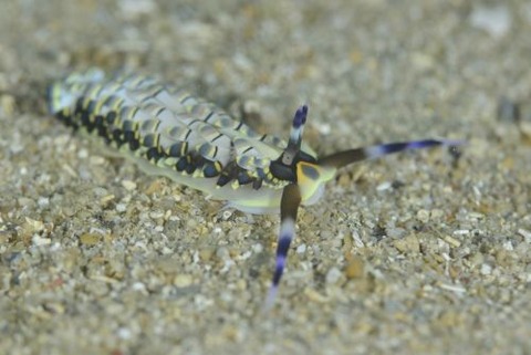 リュウキュウカスミミノウミウシ