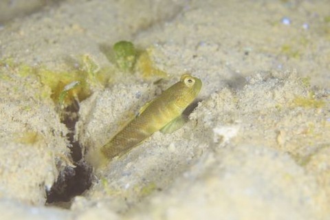 カスリハゼ属の1種