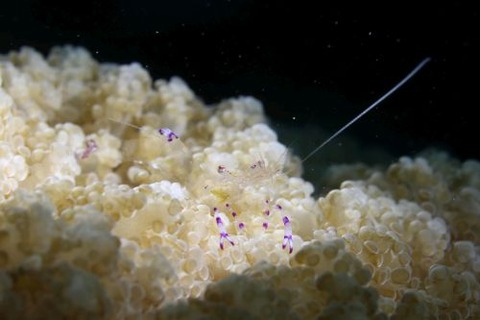 ナデシコカクレエビ