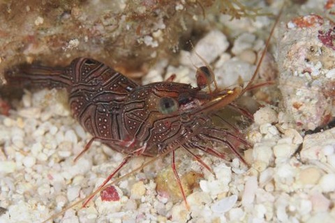 ヤイトサラサエビ