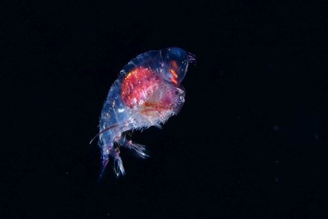 刺激的な水中生物