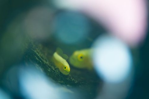 ナカモトイロワケハゼ