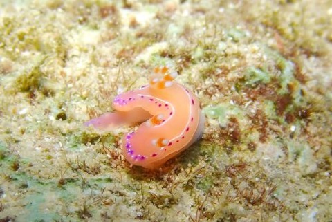 ジュッテンイロウミウシ