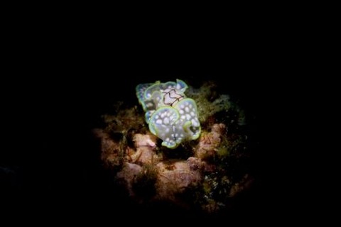 コンシボリガイ