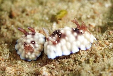 ユウグレイロウミウシ