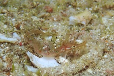 タツウミヤッコ