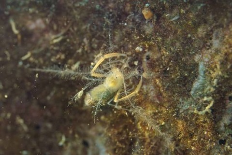 ミクロプロステマ・プルミコールネ