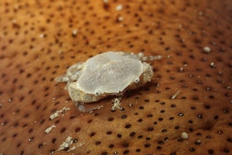 トガリマルガザミ