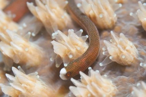 チンヨウジウオ