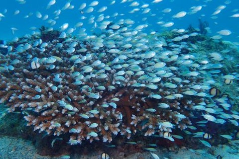 デバスズメダイ