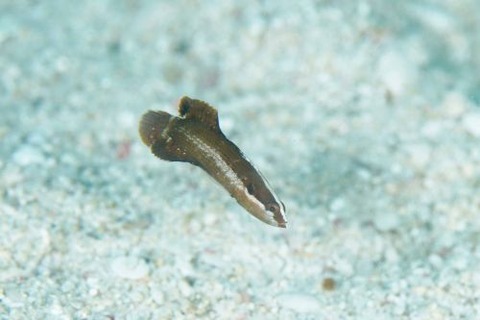 トゲタナバタウオ