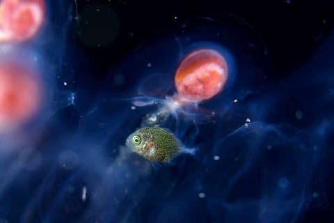 刺激的な水中生物