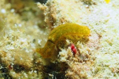 シャクトリミドリガイ