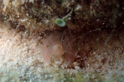 サンゴヒメエビ