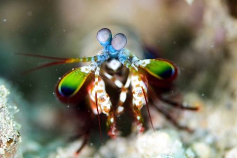 モンハナシャコ