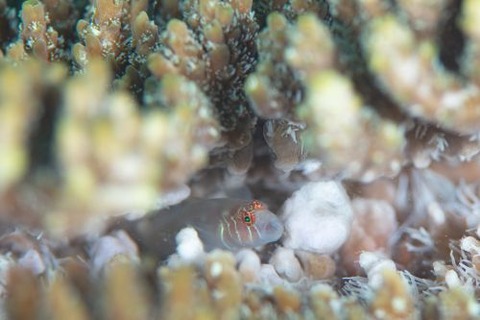 アワイロコバンハゼ