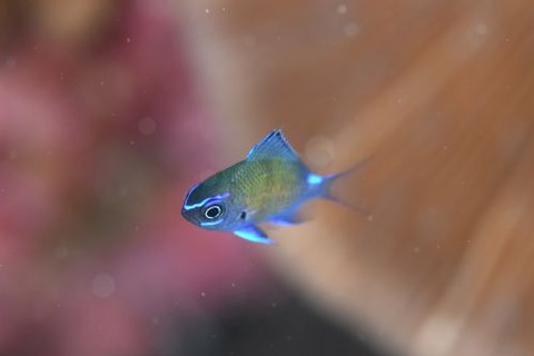アマミスズメダイ