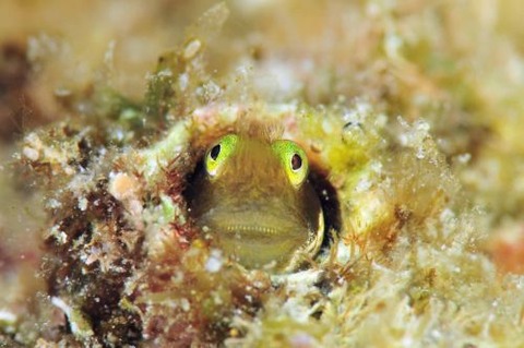 シシマイギンポ