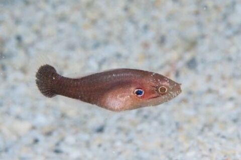 カクシヤツトゲテンジクダイ近似種