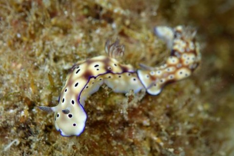 マダライロウミウシ