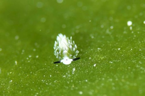 ウサギモウミウシ