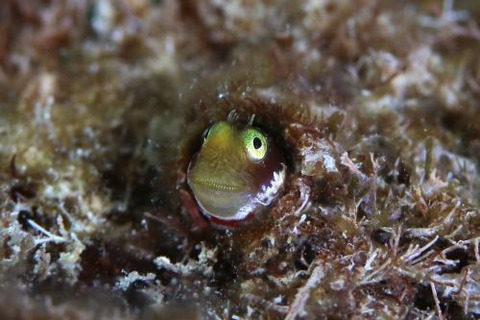 シシマイギンポ