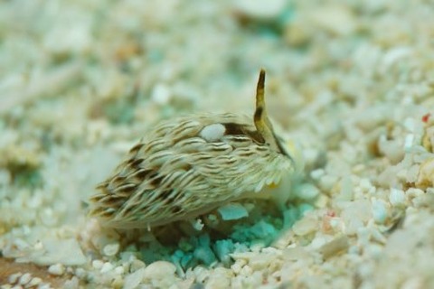 カスミミノウミウシ属の1種