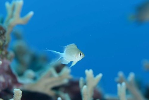 マルスズメダイ