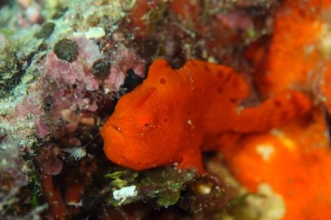 オオモンカエルアンコウ