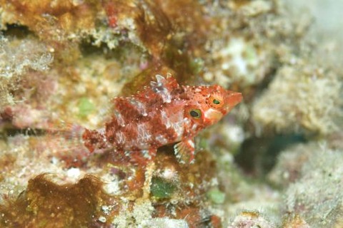 タヌキオハグロベラ