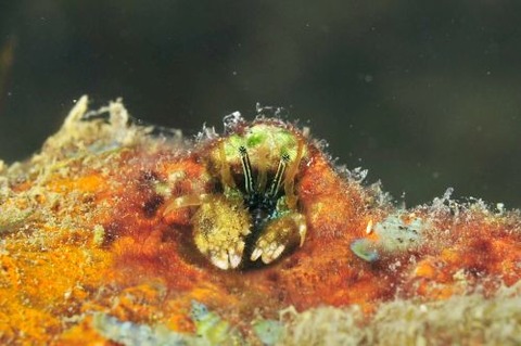 カンザシヤドカリ属の1種