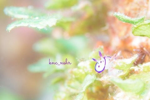 マダライロウミウシ