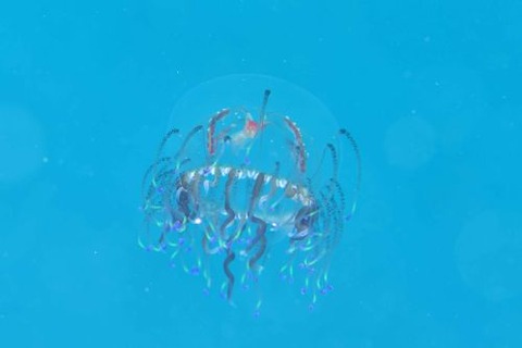 ハナガサクラゲのなかま