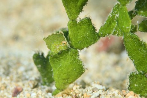 セダカカワハギ