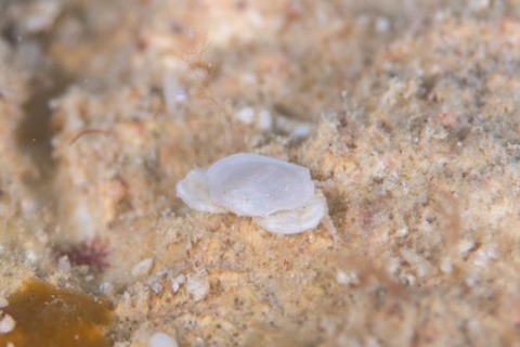 ヒラウスヘリコブシ