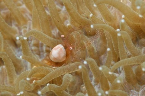 ハモポントニア・フンジコーラ