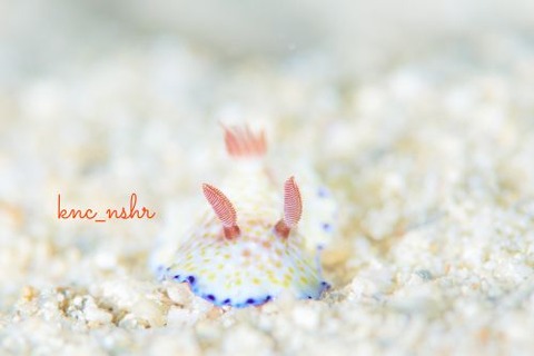 コモンウミウシ