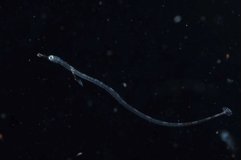 刺激的な水中生物