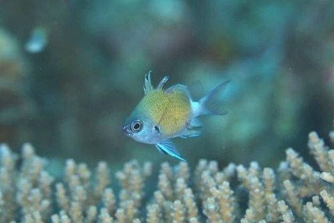 アマミスズメダイ