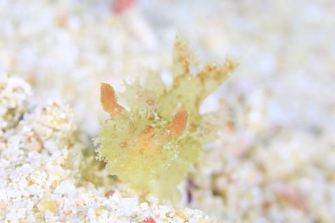 フジタウミウシ科の1種