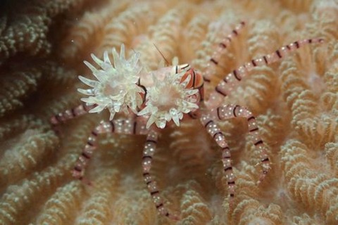 キンチャクガニ