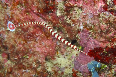 オイランヨウジ