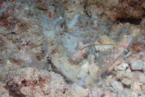 ハタタテシノビハゼ