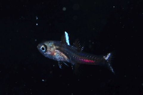 刺激的な水中生物