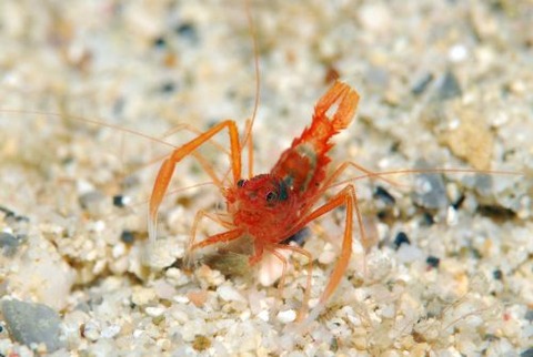 スベスベオトヒメエビ属の1種