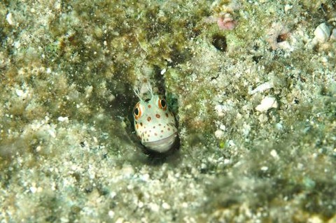 モンツキカエルウオ