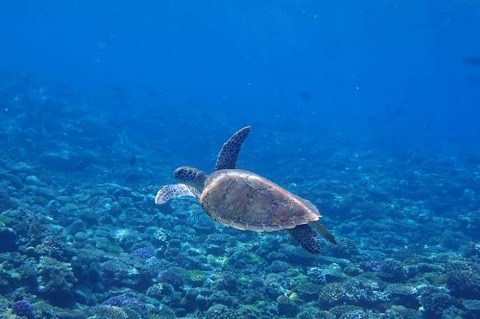 アオウミガメ